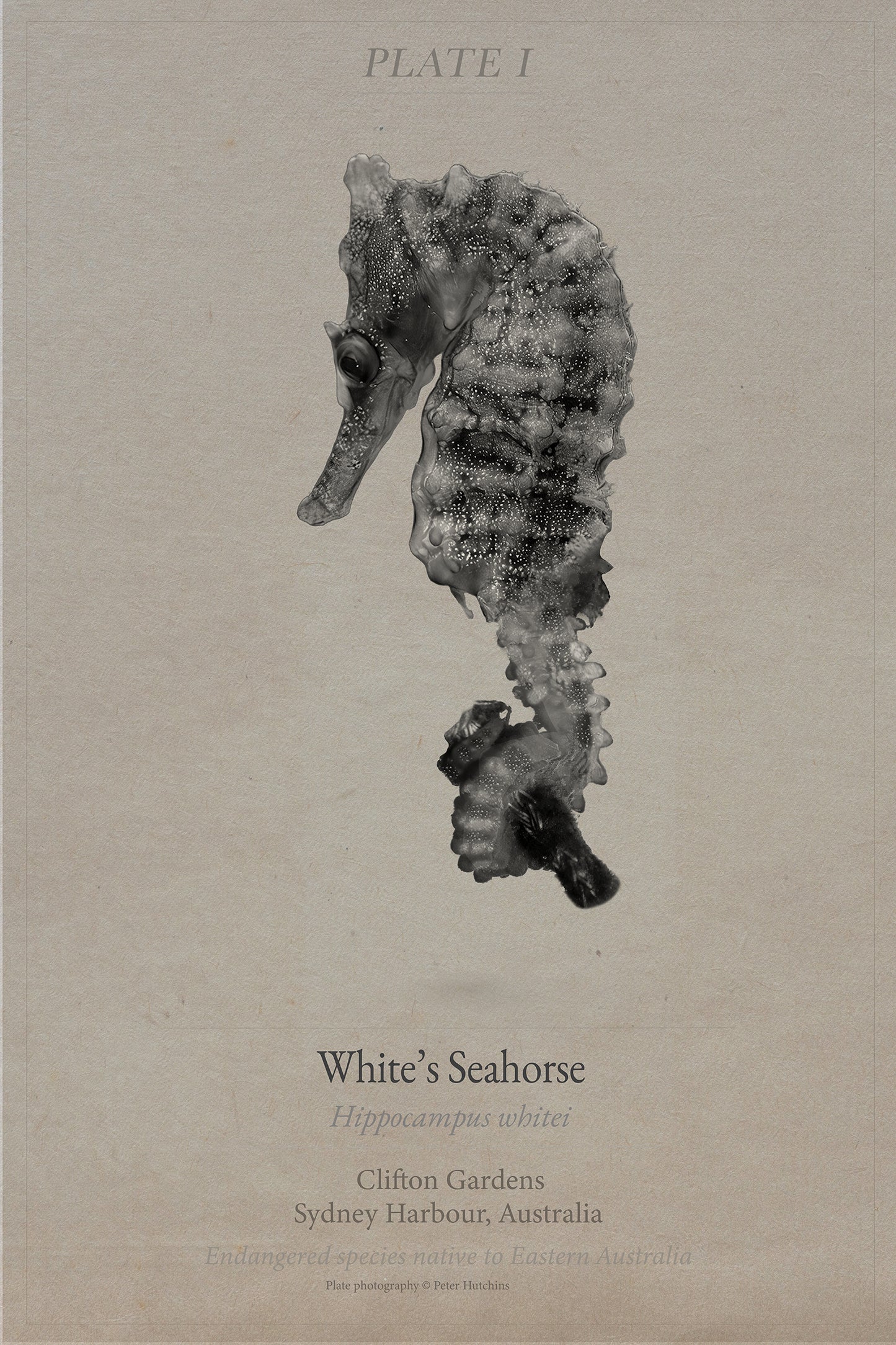 Ocean Plates Triptych | Turtle, Seahorse & Manta | Coastal Wall Art Set