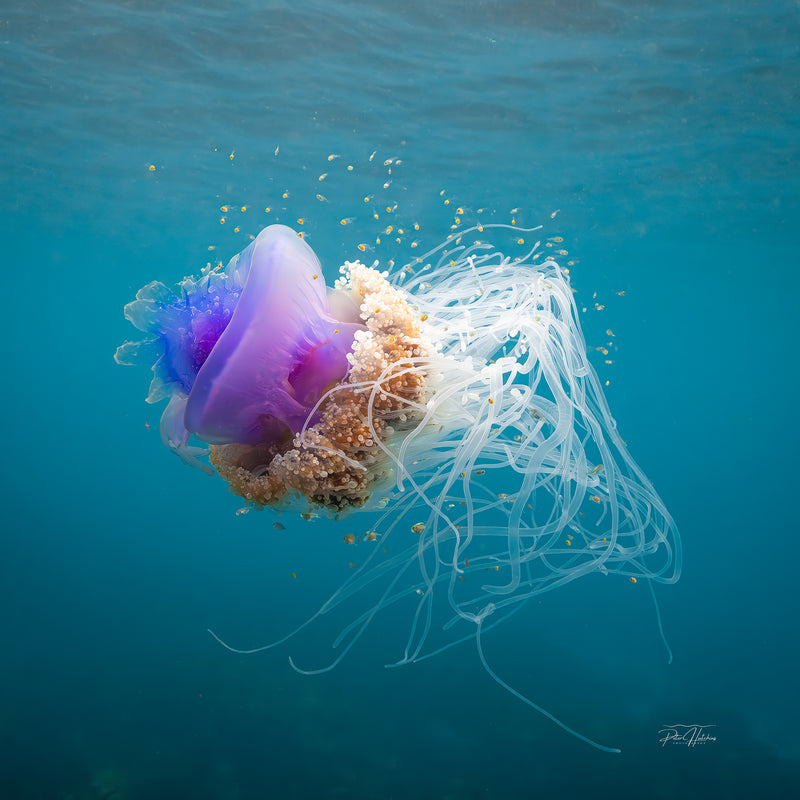 Crown Jellyfish