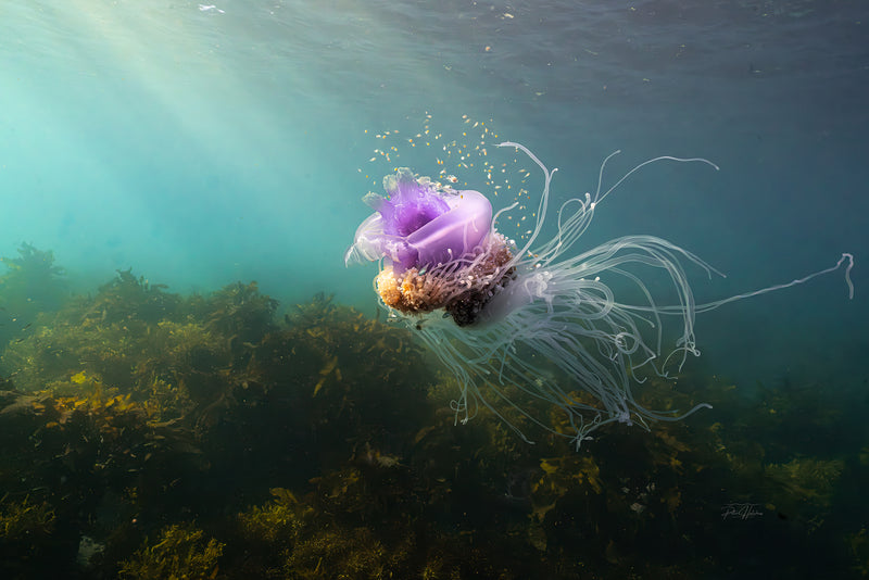 Crown Jellyfish