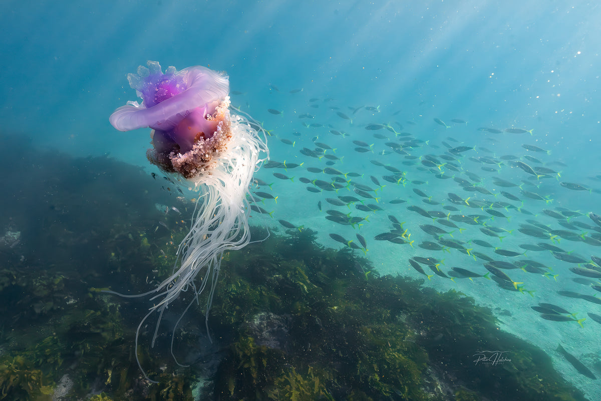 Jellyfish
