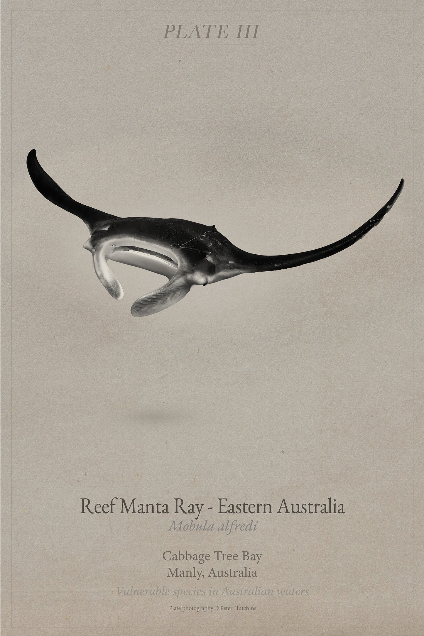 Ocean Plates Triptych | Turtle, Seahorse & Manta | Coastal Wall Art Set