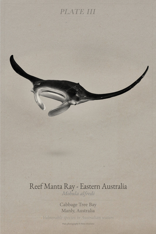 Ocean Plates Triptych | Turtle, Seahorse & Manta | Coastal Wall Art Set