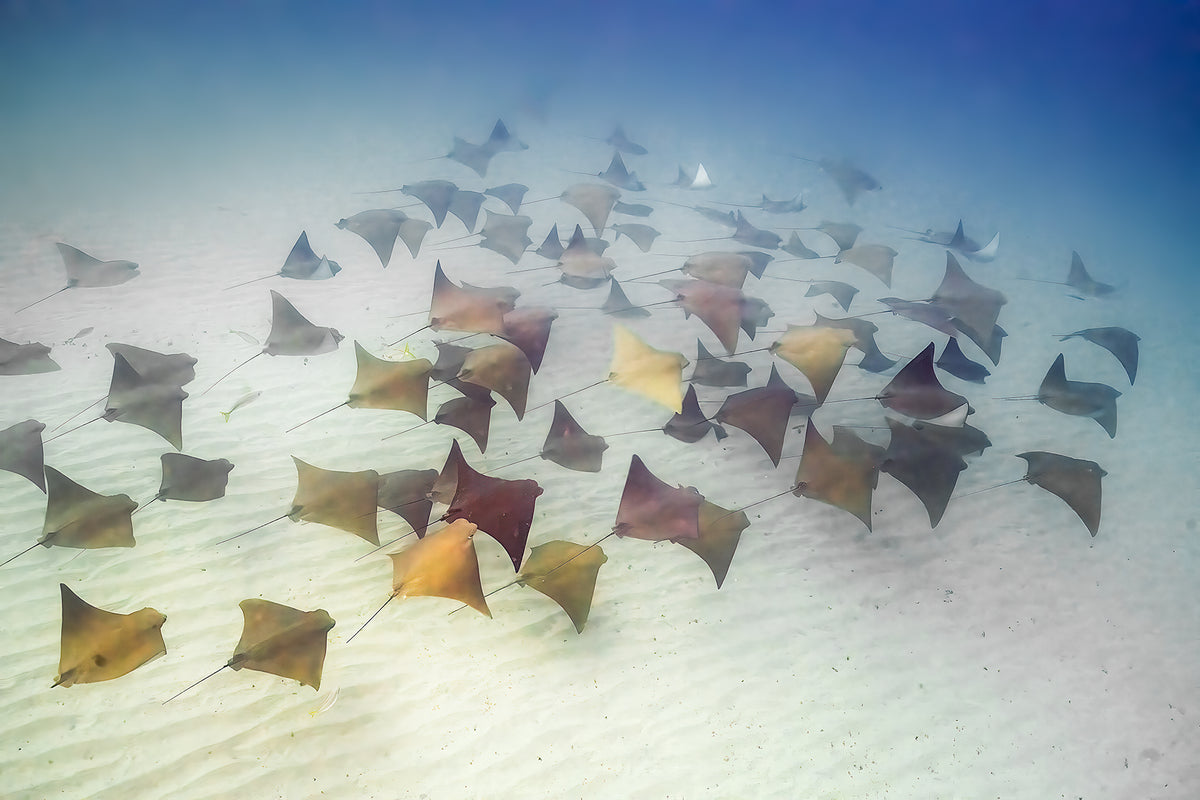 Cownose Rays