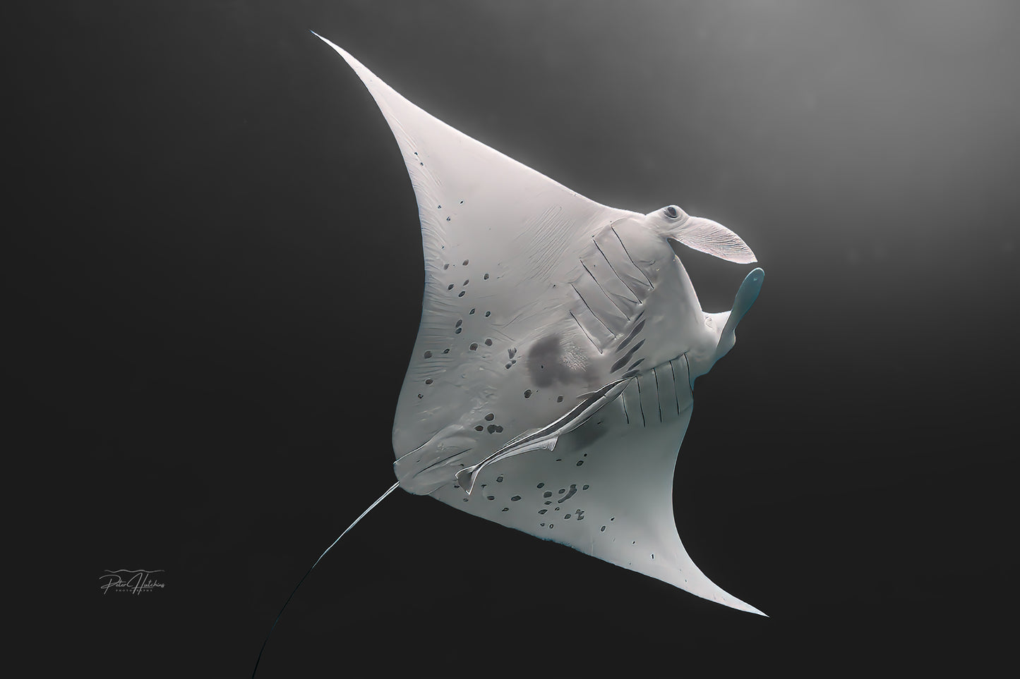 Manta in Motion – Triptych Set (3 Prints)