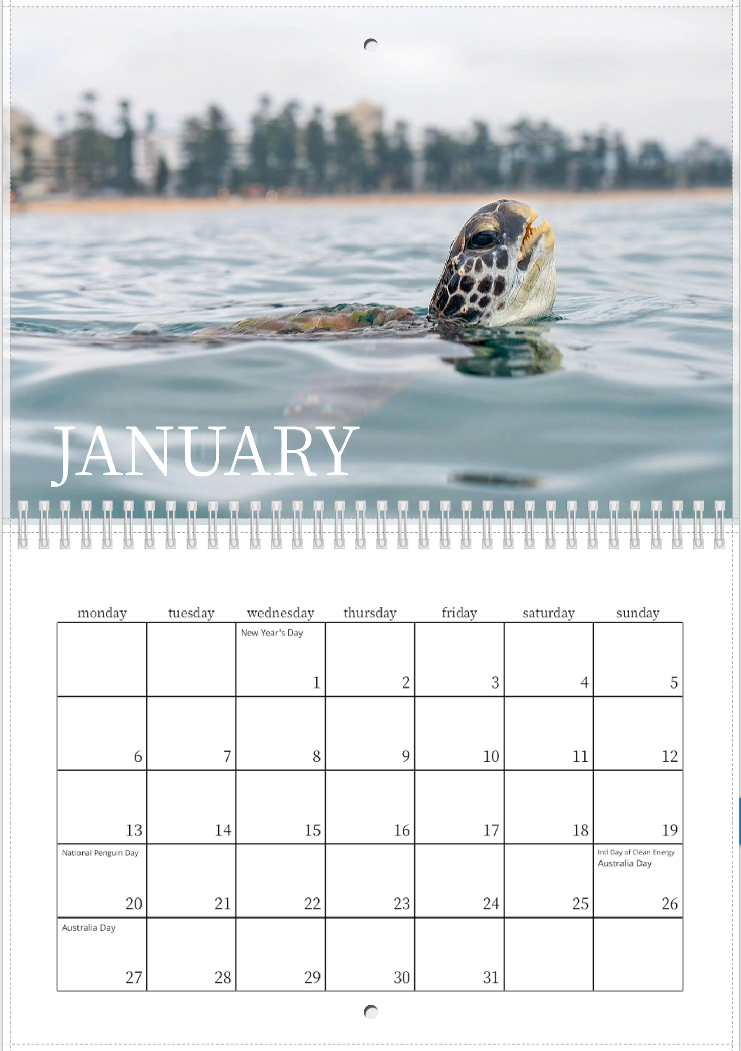 2025 Australian Green Sea Turtle Calendar