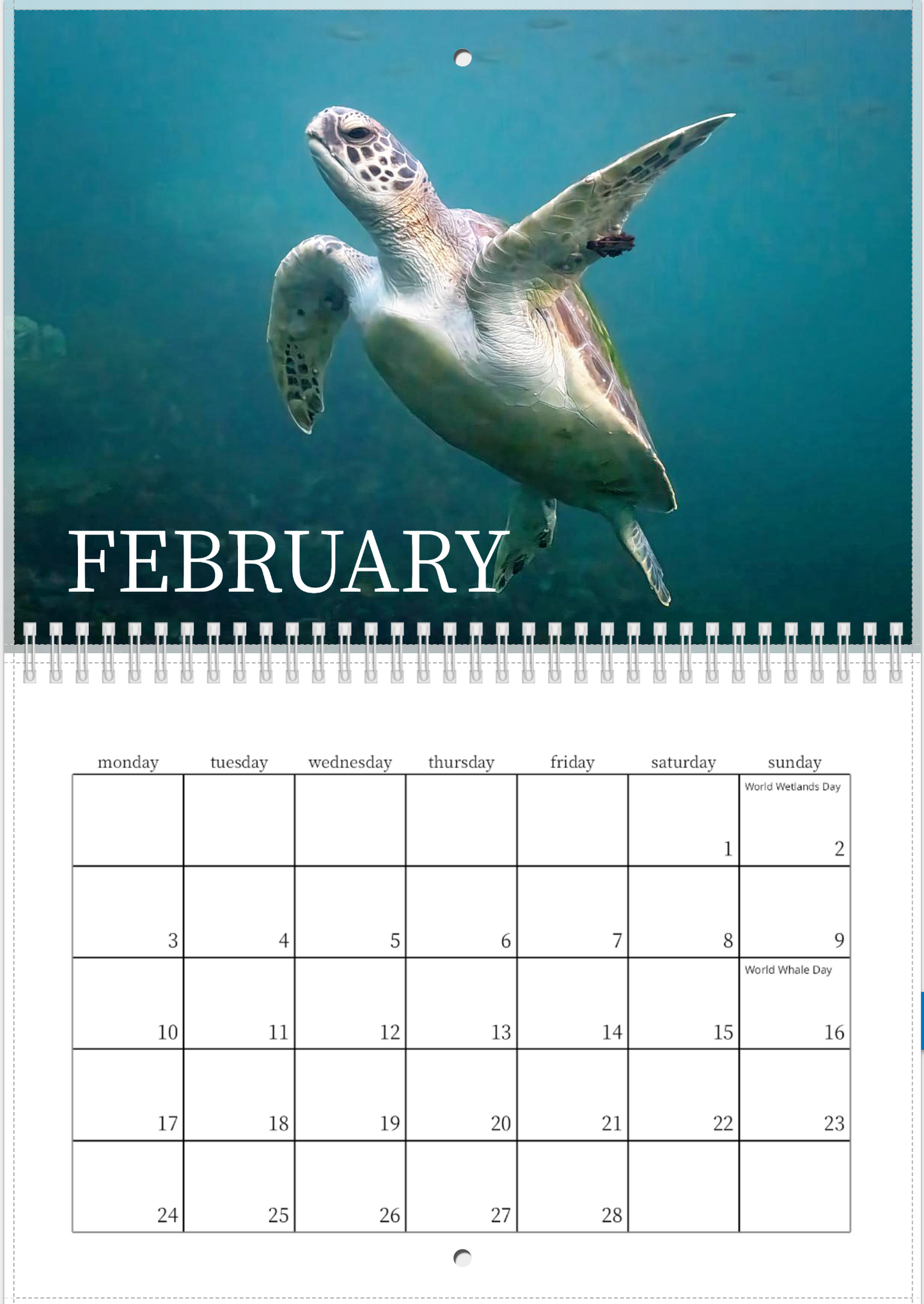 2025 Australian Green Sea Turtle Calendar