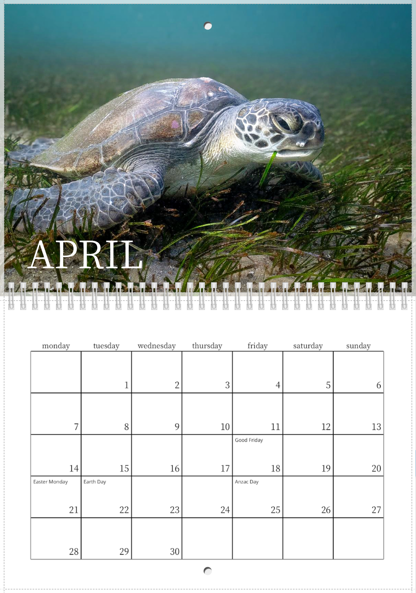 2025 Australian Green Sea Turtle Calendar