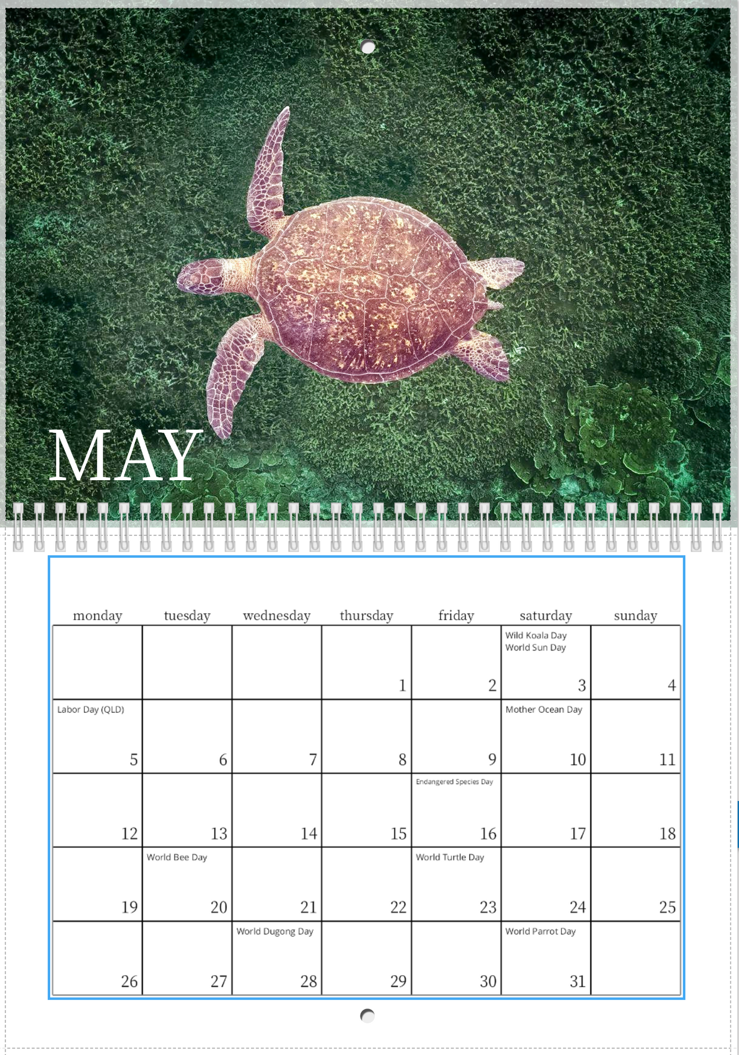 2025 Australian Green Sea Turtle Calendar