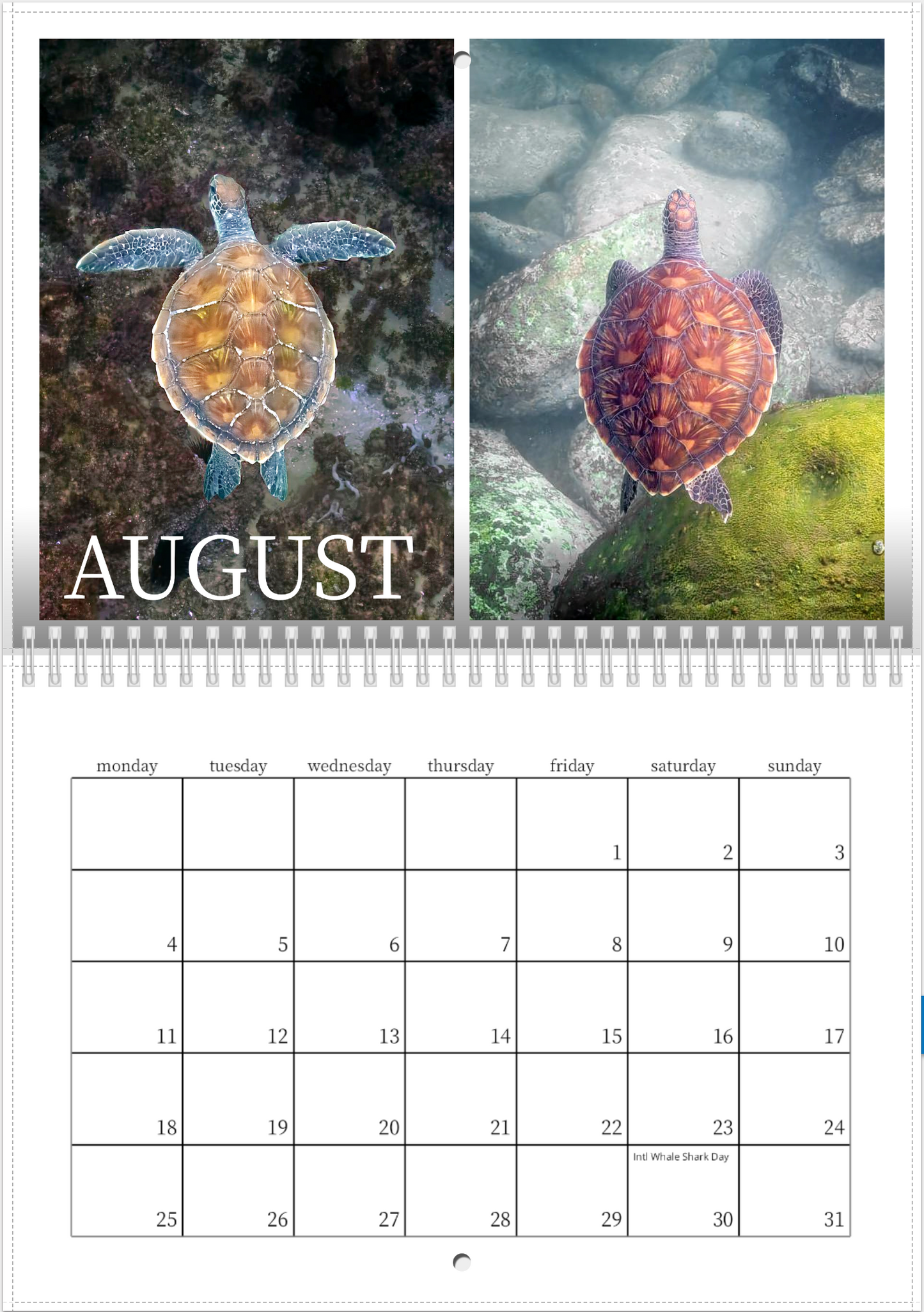 2025 Australian Green Sea Turtle Calendar