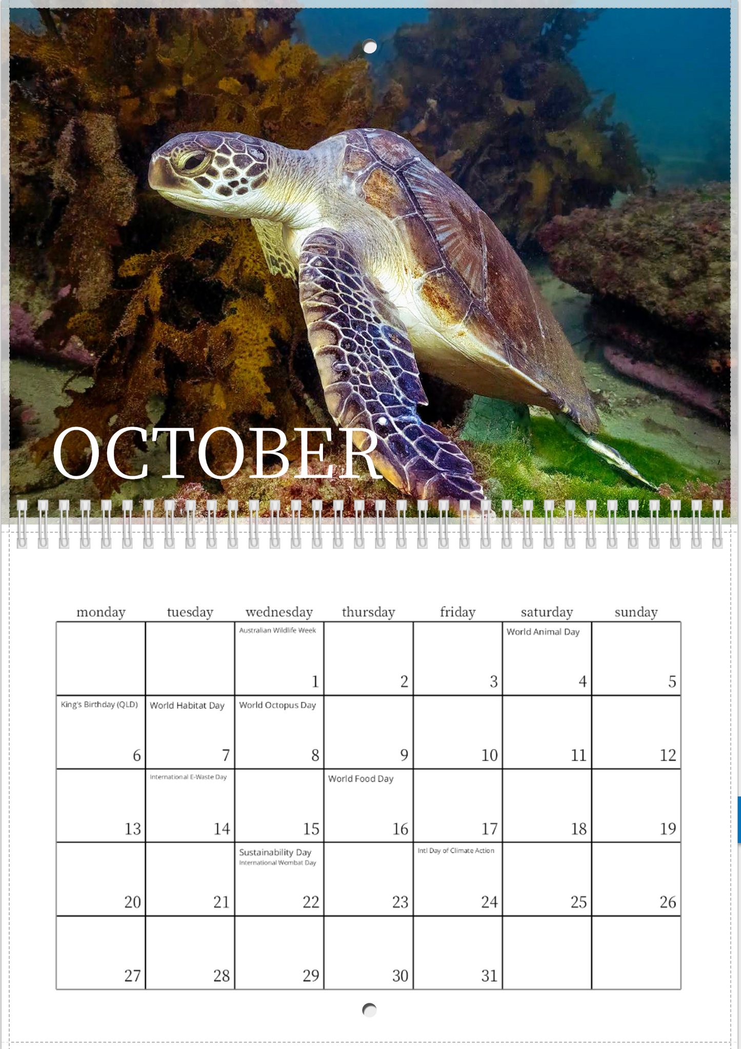 2025 Australian Green Sea Turtle Calendar