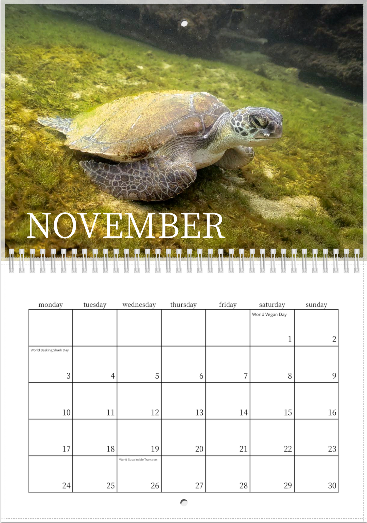 2025 Australian Green Sea Turtle Calendar