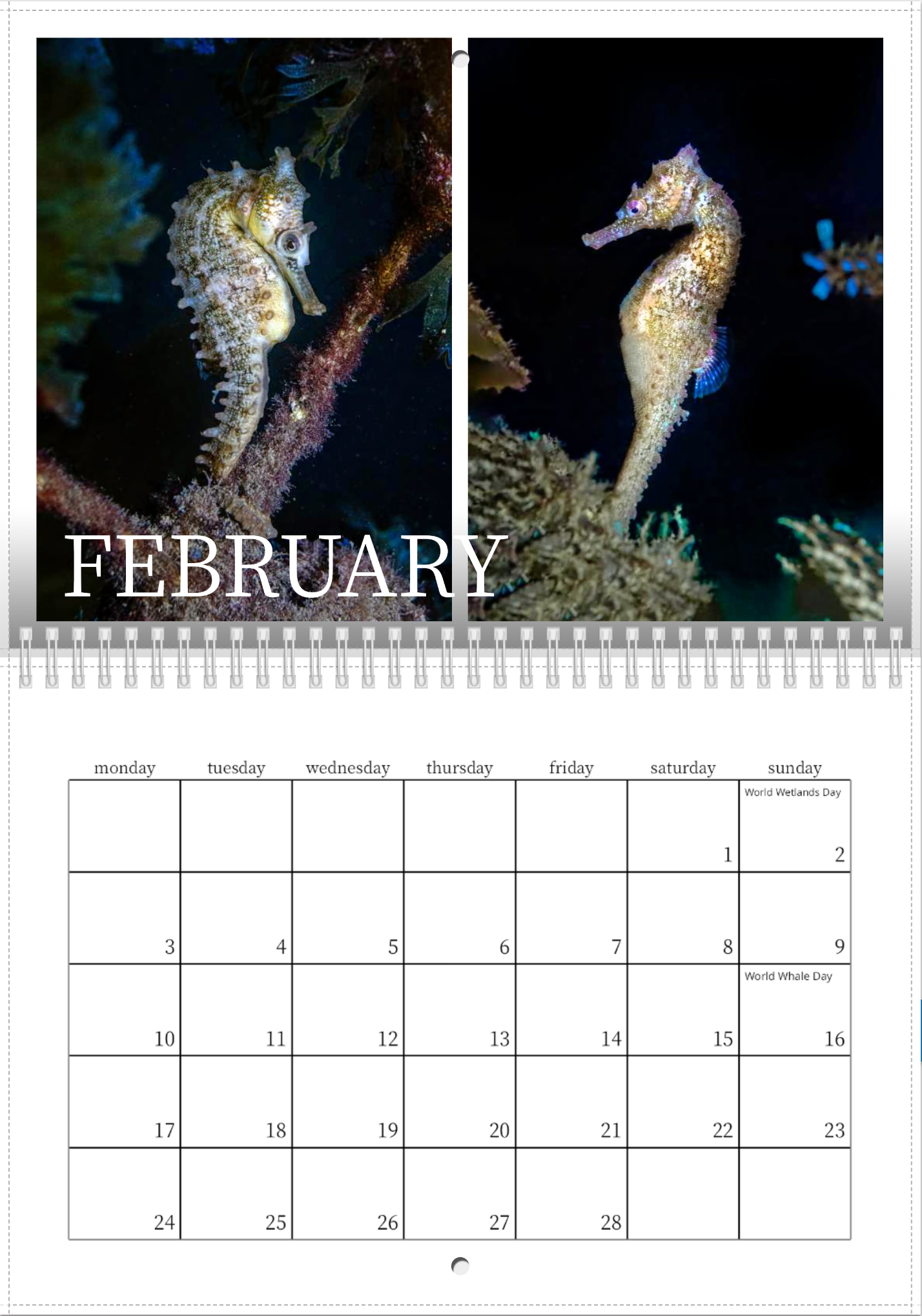 2025 Endangered Sydney "White's" Seahorse Calendar