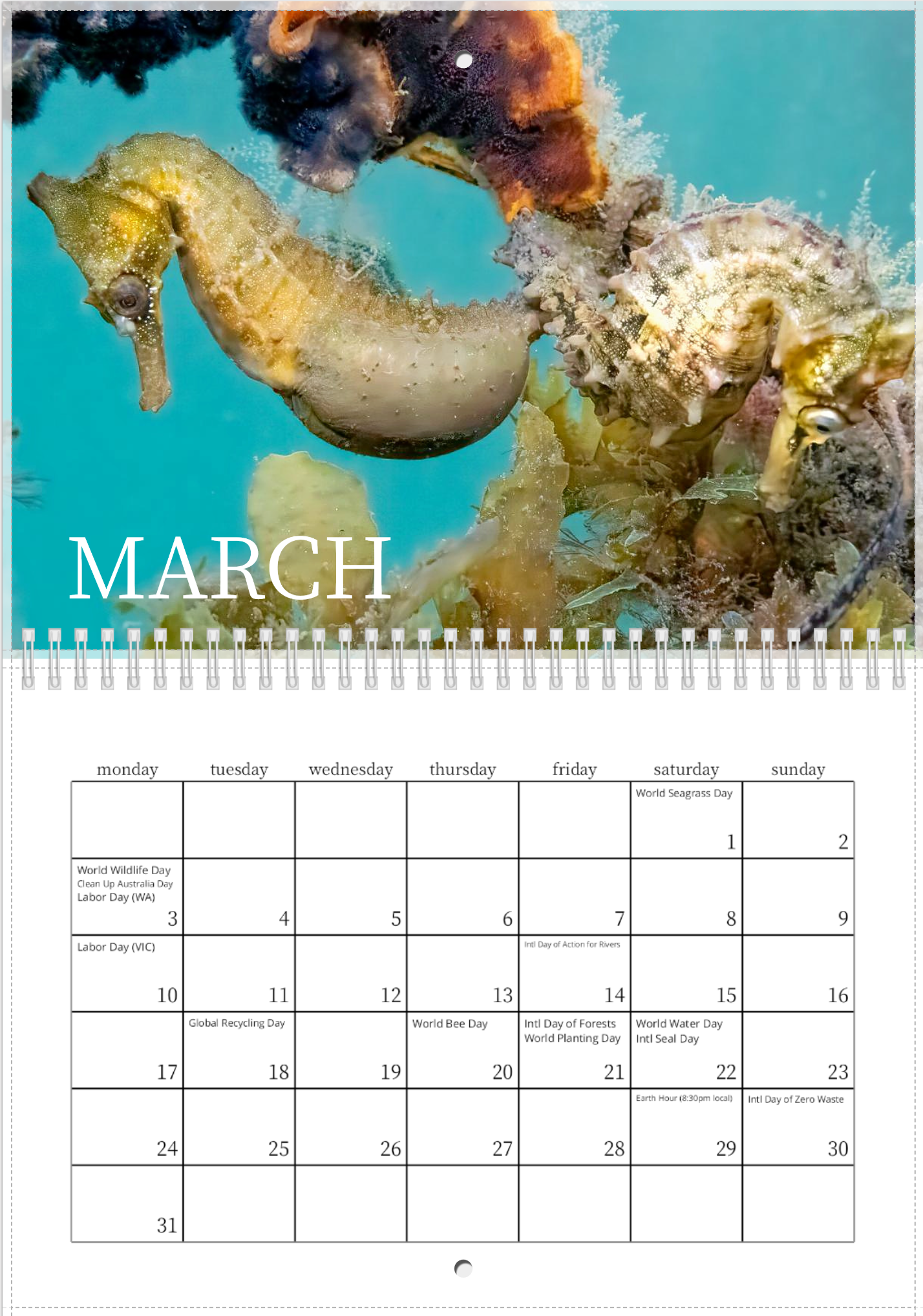 2025 Endangered Sydney "White's" Seahorse Calendar