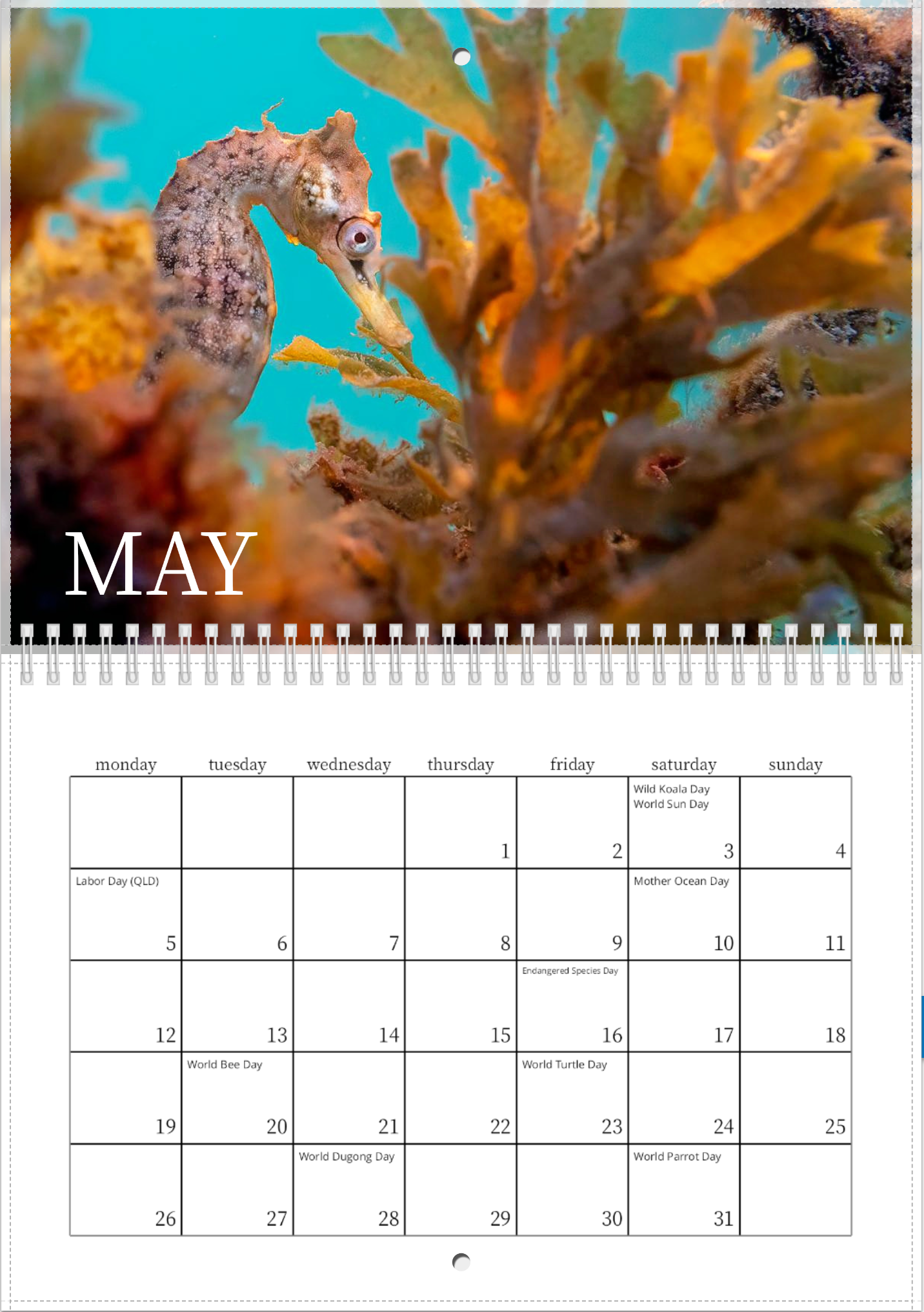 2025 Endangered Sydney "White's" Seahorse Calendar