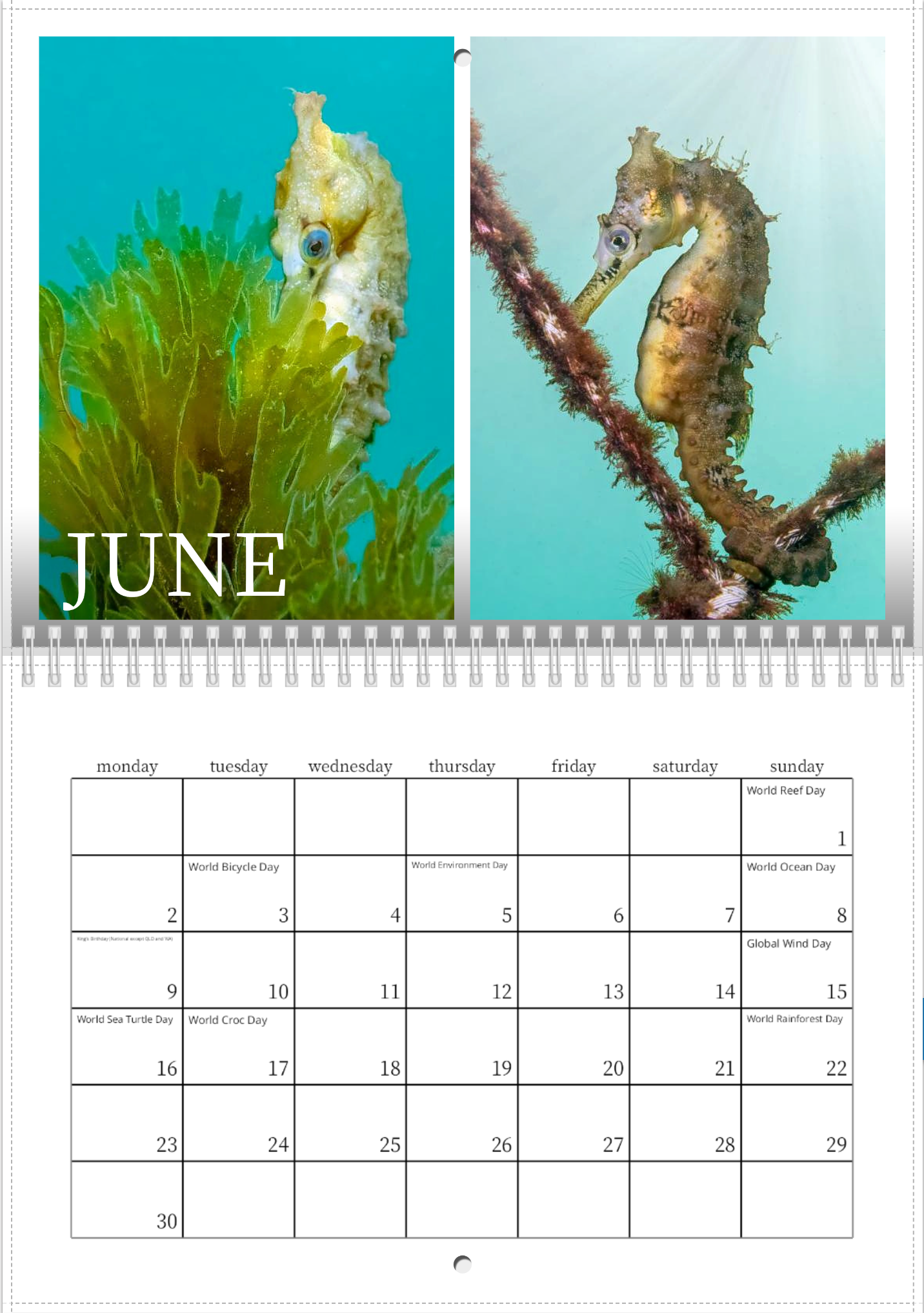 2025 Endangered Sydney "White's" Seahorse Calendar