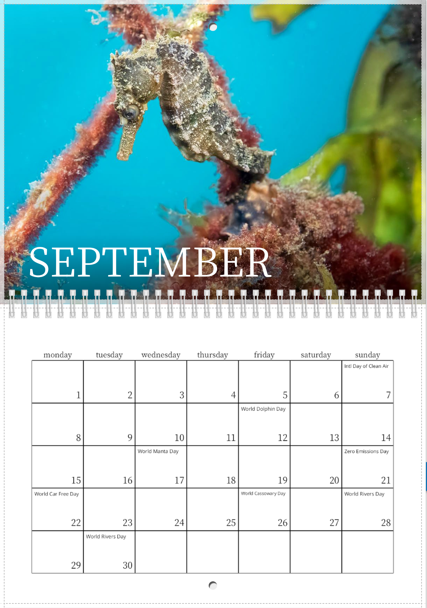 2025 Endangered Sydney "White's" Seahorse Calendar