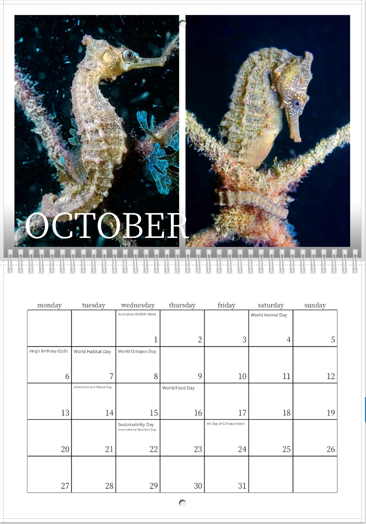 2025 Endangered Sydney "White's" Seahorse Calendar