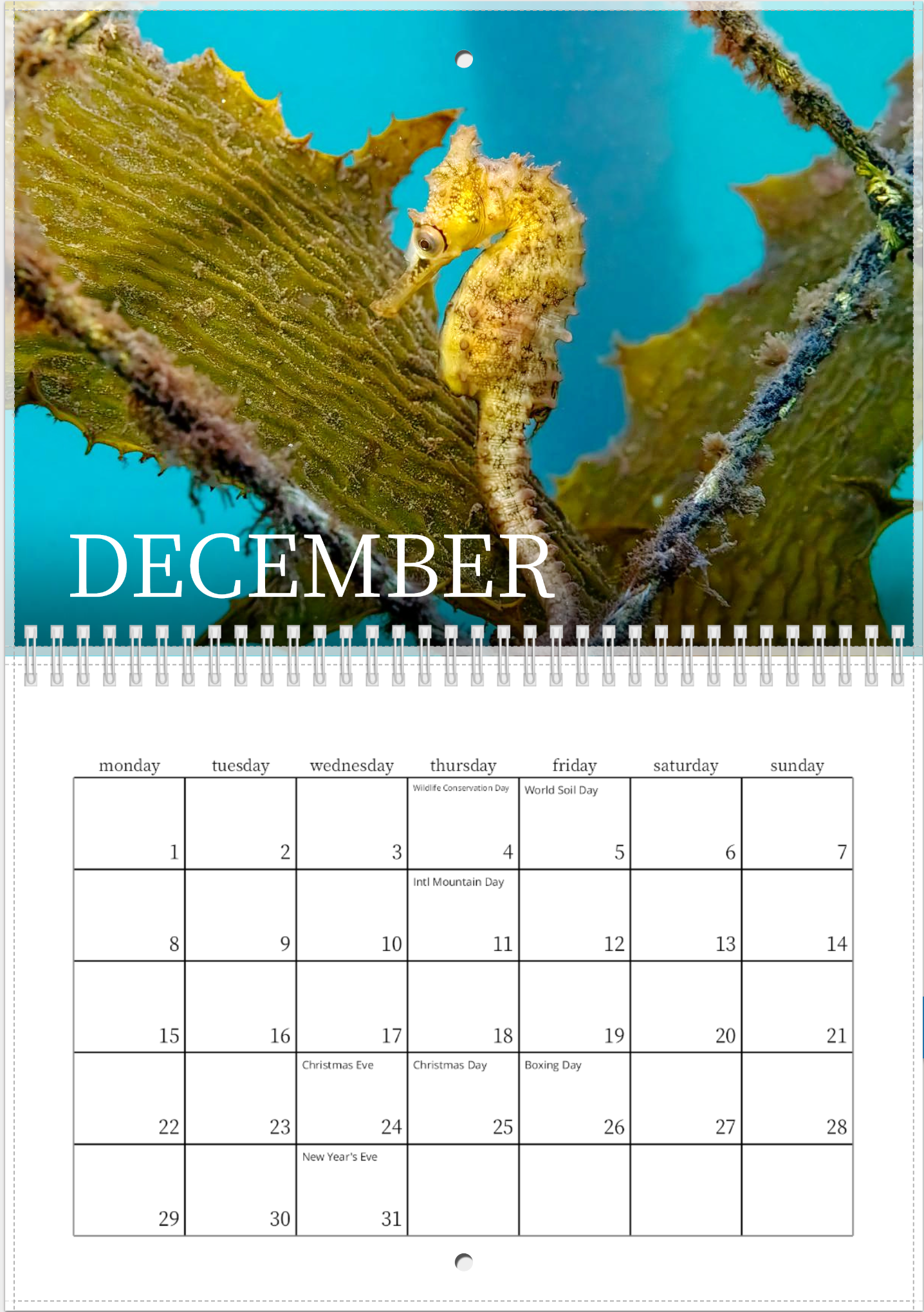 2025 Endangered Sydney "White's" Seahorse Calendar