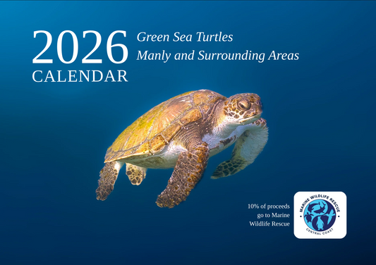 2026 Australian Green Sea Turtle Calendar