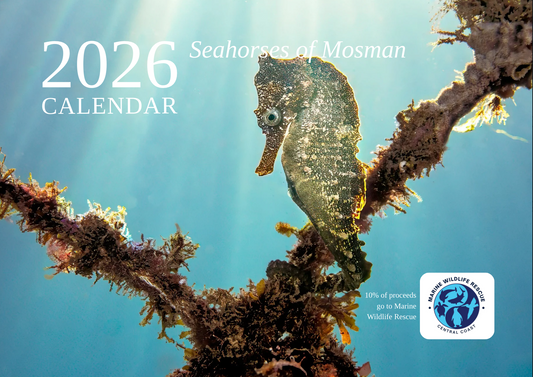 2026 Endangered Sydney "White's" Seahorse Calendar