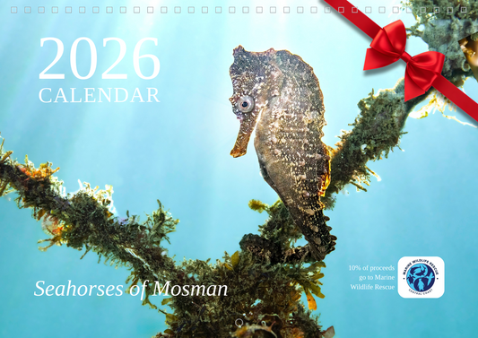2026 Endangered Sydney "White's" Seahorse Calendar