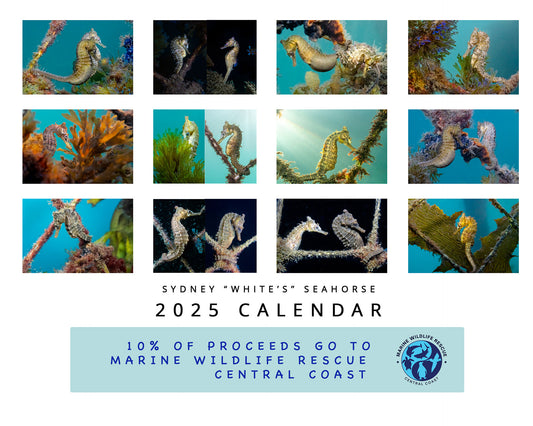 2025 Endangered Sydney "White's" Seahorse Calendar