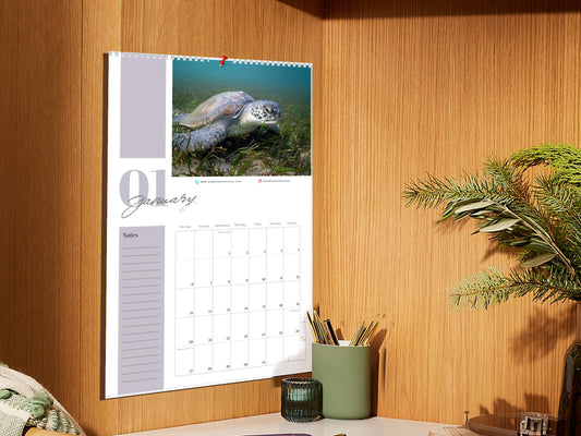 2025 Australian Green Sea Turtle Calendar (Top Binding)