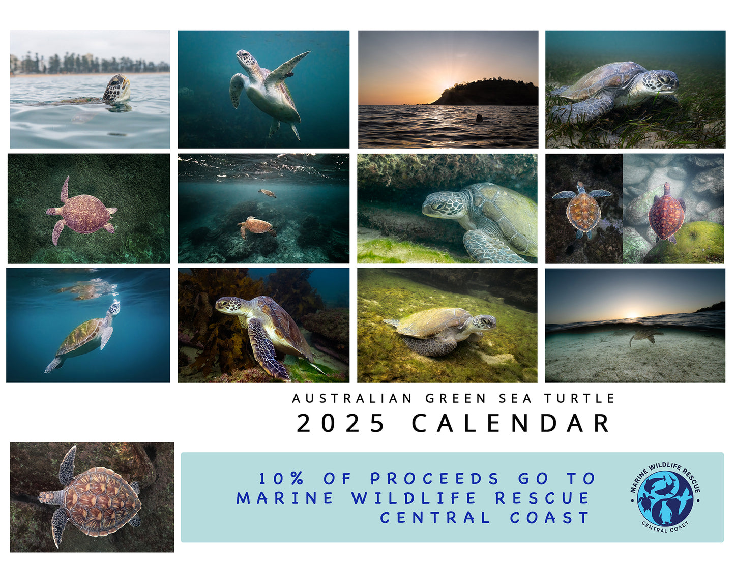 2025 Australian Green Sea Turtle Calendar